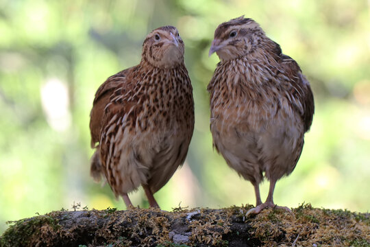 A pair of Japanese quails are foraging on a rock overgrown with moss. This bird from Java Island, Indonesia has the scientific name Coturnix coturnix japonica.