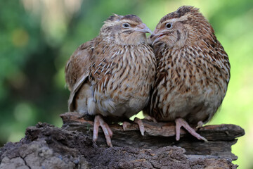 A pair of Japanese quails are perched on a dry tree branch. This bird from Java Island, Indonesia...