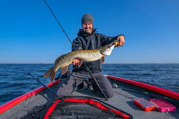 Pike fishing. Successful fisherman hold big muskie fish