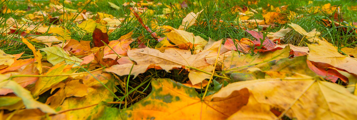 Autumn background of orange yellow foliage. Seasonal texture of maple leaves. Selective soft focus