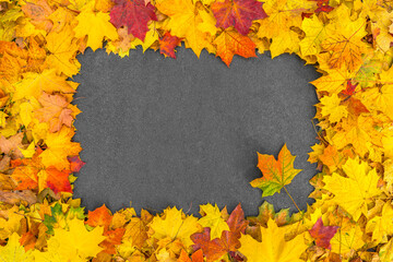 Autumn frame of colorful maple foliage on asphalt. Yellow, orange and red leaves on dark gray textured background