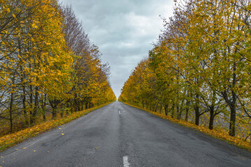 Obraz premium Car road between autumn colorful trees. Perspective view to far