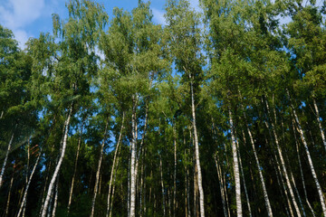 Birches. background. Forest. Sky.