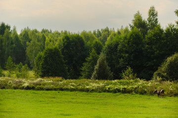 Forest. Landscape with cow grazing in the grass. Field and sky with clouds. background.
