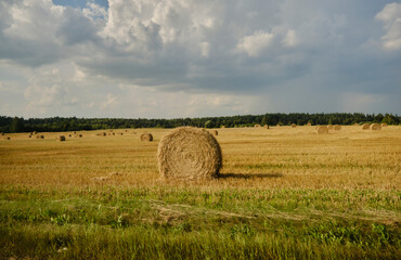 Fototapeta premium Straw bales on the field.