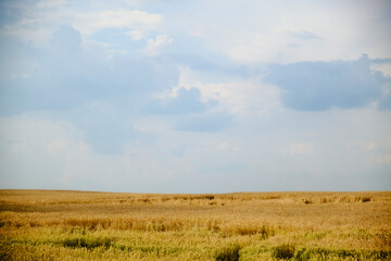 Gold wheat field and blue sky.  Agricultural field panoramic landscape.