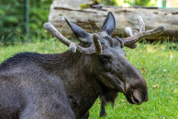 Fototapeta premium European Moose, Alces alces, also known as the elk