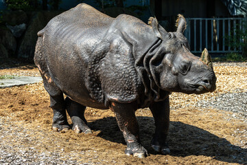 Fototapeta premium The Indian Rhinoceros, Rhinoceros unicornis aka Greater One-horned Rhinoceros