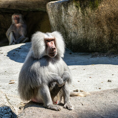 The hamadryas baboon, Papio hamadryas is a species of baboon