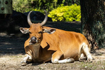 Obraz na płótnie Canvas Banteng, Bos javanicus or Red Bull is a type of wild cattle.