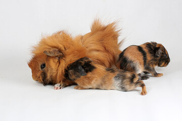 
A mother guinea pig with her two babies resting. Selective focus on white background. This rodent mammal has the scientific name Cavia porcellus.