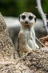 Fototapeta premium Meerkat, Suricata suricatta sitting on a stone and looking into the distance