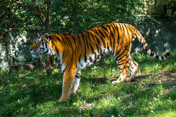 The Siberian tiger,Panthera tigris altaica in a park