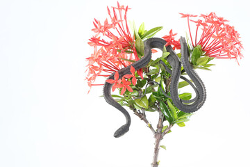 A dragon snake is looking for prey on a branch of a flowering tree Ixora sp. This reptile has the...