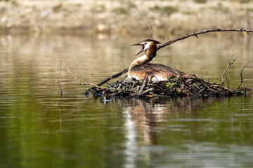 Grebe in a nest