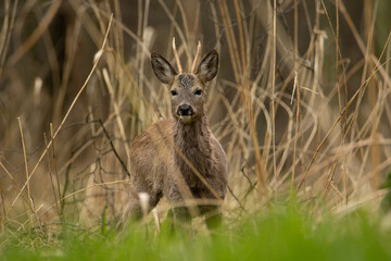 deer in the grass