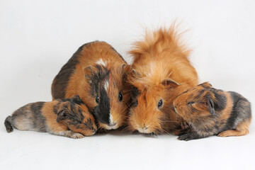 A pair of guinea pigs with their two babies resting. Selective focus on white background. This...