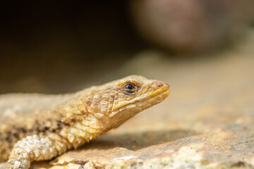 close up of a lizard