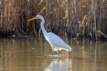 great blue heron