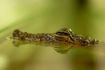 close up of a crocodile