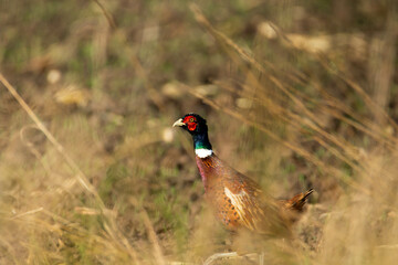 Common pheasant in tall grass