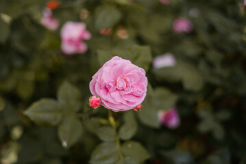 Pink rose on a blurred green background.