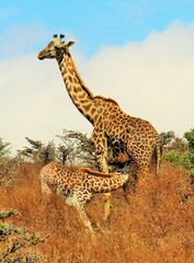 giraffe and baby in serengeti national park serengeti