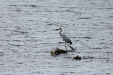 Great blue heron staying on a wooden log in the middle of the lake