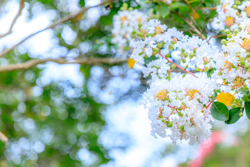 白い百日紅の花　White Crape myrtle.