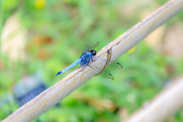 オオシオカラトンボ　Orthetrum triangulare melania
