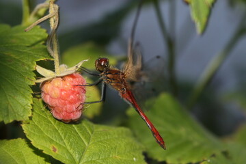dragonfly on raspberries