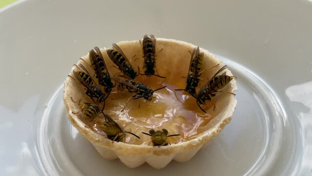 Wespen an einer Schaale mit Honig, Marmelade.