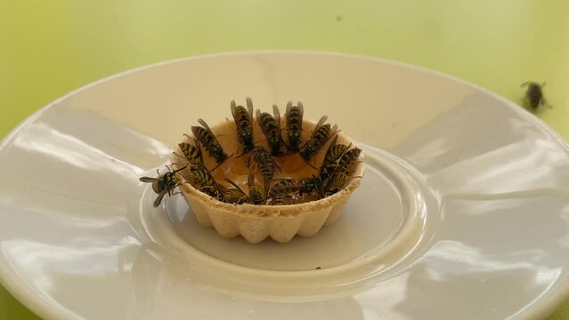 Wespen an einer Schaale mit Honig, Marmelade.