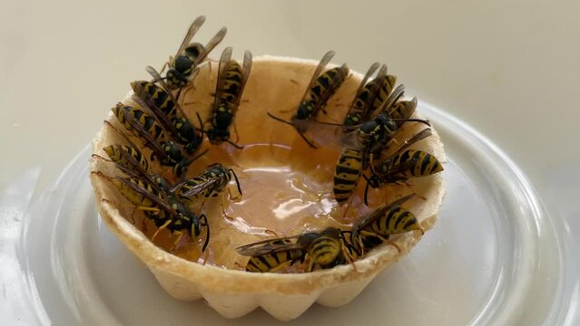 Wespen an einer Schaale mit Honig, Marmelade.