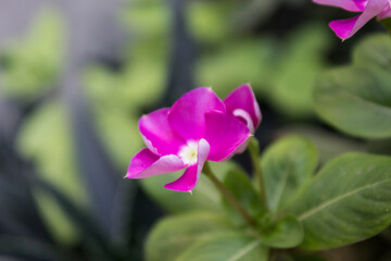 Periwinkle - Vinca - Pink flower
