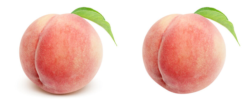 油絵（桃）もも　モモ モモ」の写真素材 | 2,444,265件の無料イラスト画像 | Adobe Stock