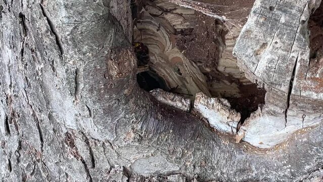 In einem Stamm eines Apfelbaumes steckt ein Hornissennest.