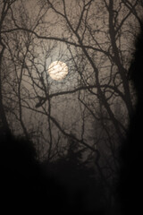 sunrise with strong fog looks like the moon behind trees