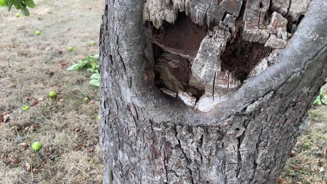 In einem Stamm eines Apfelbaumes steckt ein Hornissennest.