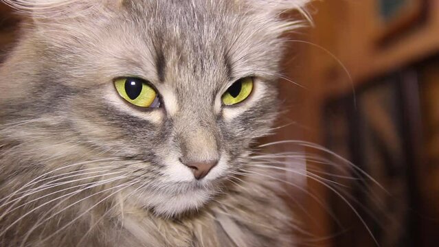 a grey female cat with big yellow eyes portrait