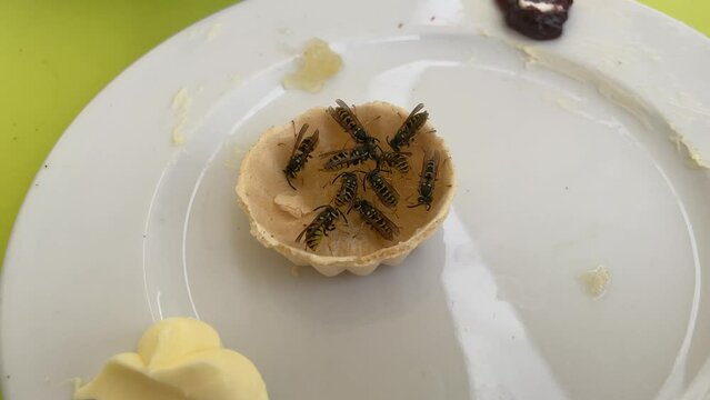 Wespen an einer Schaale mit Honig, Marmelade.