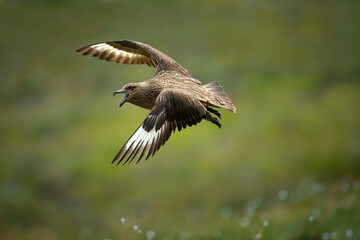 Great skua, Catharacta skua, flying alongside the camera, wings spread, seabird isolated against a...