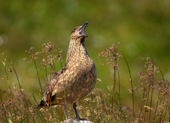 Great Skua, Catharacta skua, two sea birds in ist natural environment of coastal moorlands. Close up photo, summer, green and brown colors, island Runde, Norway. Northern Europe