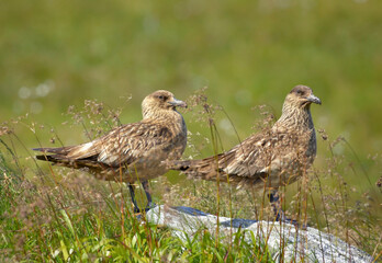Great Skua, Catharacta skua, two sea birds in ist natural environment of coastal moorlands. Close up photo, summer, green and brown colors, island Runde, Norway. Northern Europe