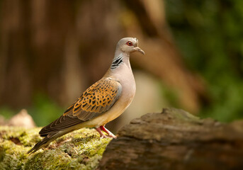 Close up portrait of garden dove, Streptopelia turtur against blurred green forest in background. Wildlife, comon bird of gardens.