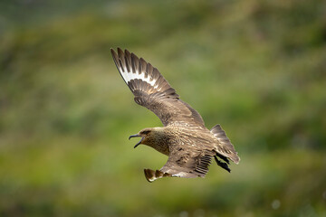 Great skua, Catharacta skua, flying alongside the camera, wings spread, seabird isolated against a blurred background. Close-up photo, summer, green and brown colours, Runde Island, Norway. Northern E