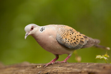 Close up portrait of garden dove, Streptopelia turtur against blurred green forest in background. Wildlife, comon bird of gardens.