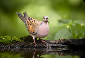 Close up portrait of garden dove, Streptopelia turtur against blurred green forest in background. Wildlife, comon bird of gardens.