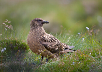 Great Skua, Catharacta skua, sea bird isolated in ist natural environment of coastal moorlands. Close up photo, summer, green and brown colors, island Runde, Norway. Northern Europe
