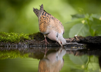 Portrait of a garden dove, Streptopelia turtur, a bird drinking from a garden drinker, against a background of a blurred green forest.